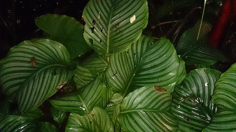 Goeppertia orbifolia (Round-Leaved Calathea) (alternate view 3)