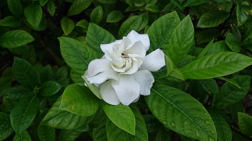 Gardenia jasminoides (Gardenia) (alternate view 10)