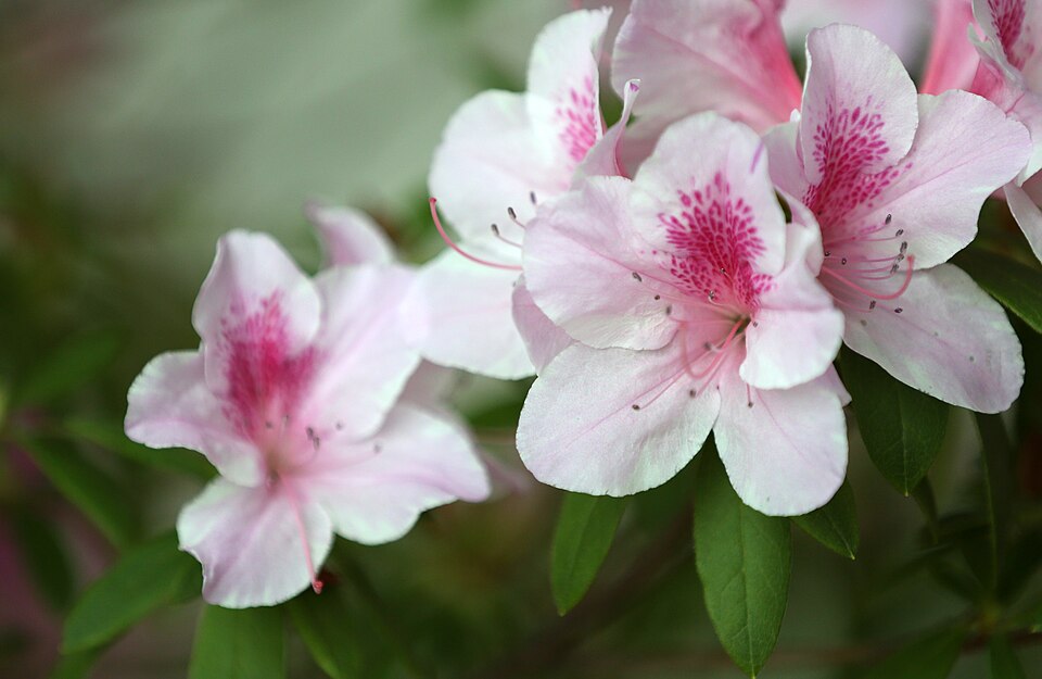 Rhododendron schlippenbachii (royal azalea) (alternate view 8)