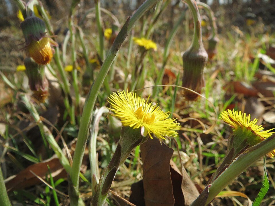 Tussilago farfara (colt's-foot)