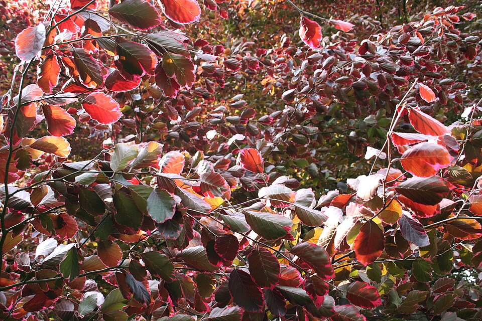 Fagus sylvatica 'Purpurea Tricolor' (Tricolor Beech) (alternate view 4)