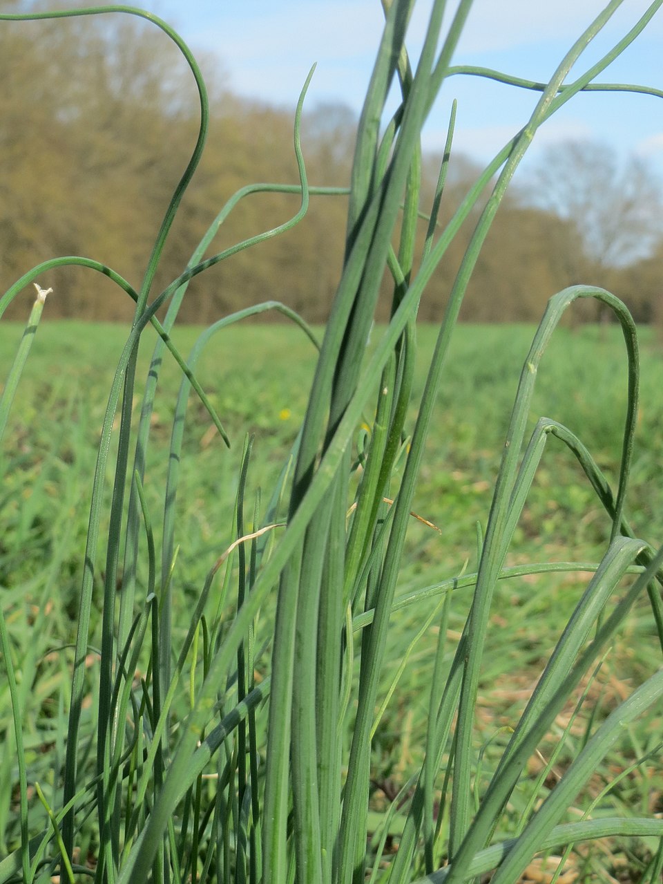 Allium schoenoprasum (Chives) (alternate view 6)