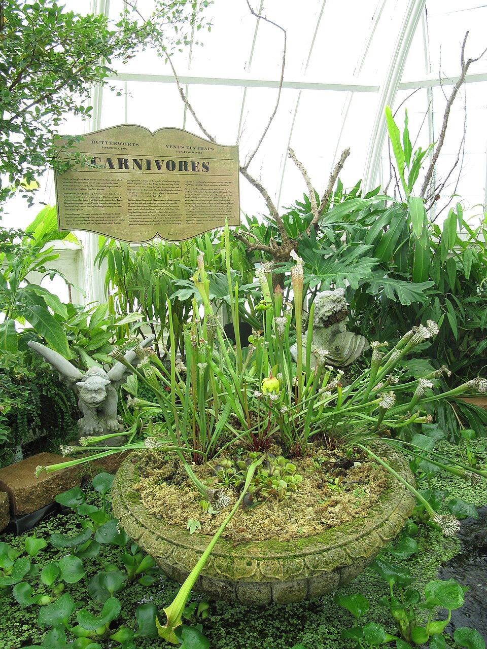 Sarracenia (North American pitcher plants) (alternate view 3)
