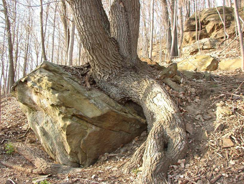 Quercus montana (chestnut oak)