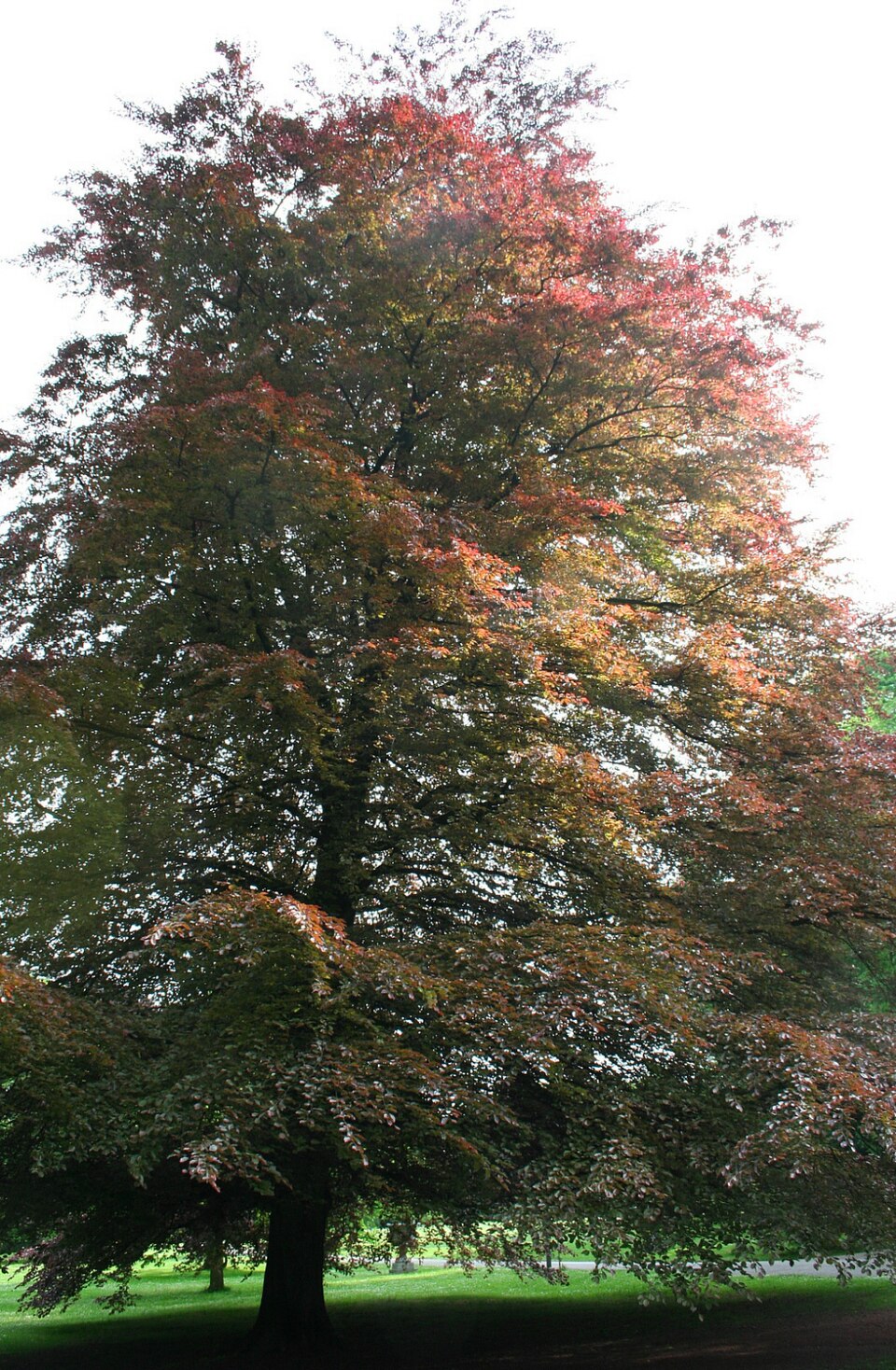 Fagus sylvatica 'Purpurea Tricolor' (Tricolor Beech) (alternate view 5)