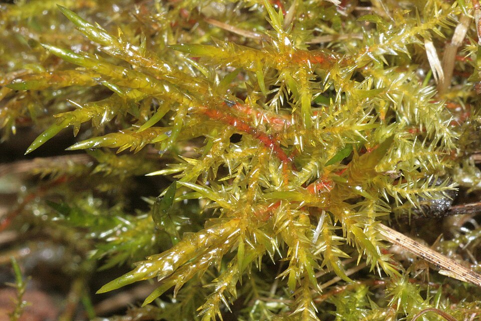 Calliergonella cuspidata (Pointed Spear-moss)