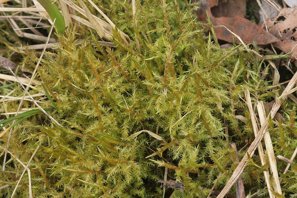 Calliergonella cuspidata (Pointed Spear-moss)
