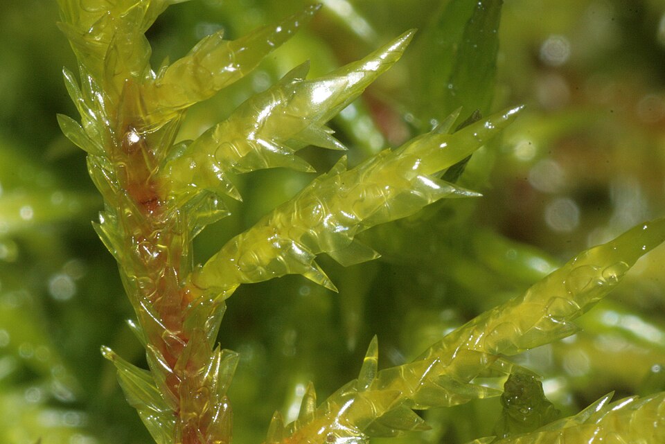 Calliergonella cuspidata (Pointed Spear-moss)