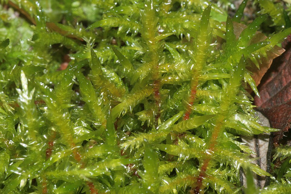 Calliergonella cuspidata (Pointed Spear-moss)
