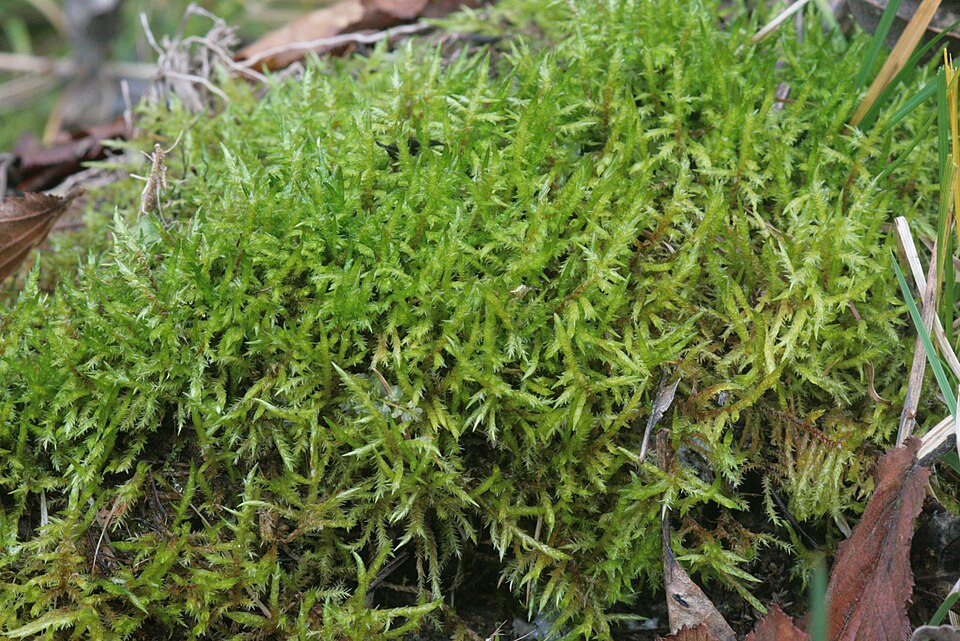 Calliergonella cuspidata (Pointed Spear-moss)