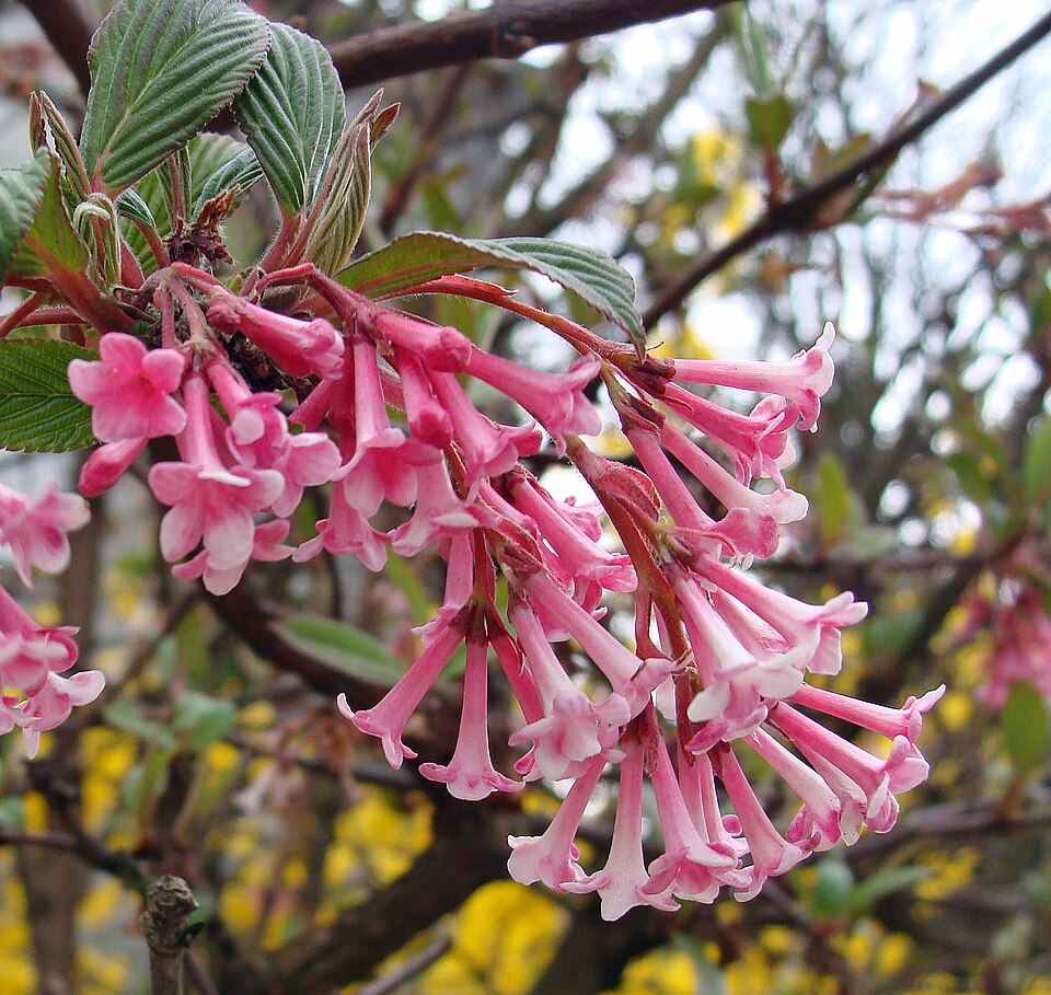 Viburnum × bodnantense 'Dawn' (Dawn viburnum) (alternate view 3)
