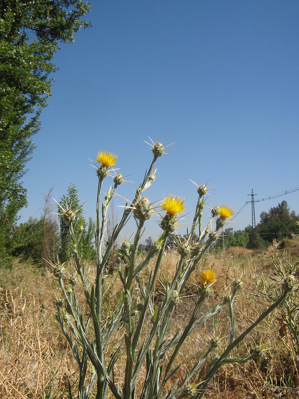 Centaurea solstitialis (Yellow Star-Thistle)