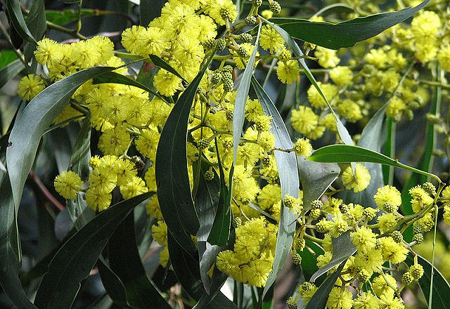 Acacia pycnantha (Golden Wattle) (alternate view 4)