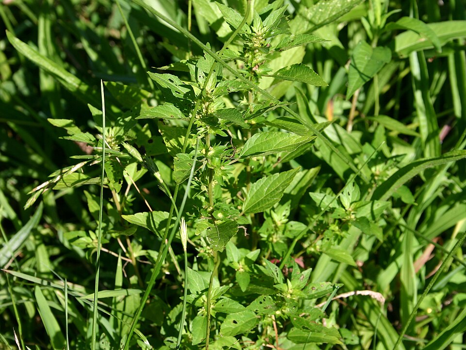 Acalypha rhomboidea (Common Three-seeded Mercury) (alternate view 5)