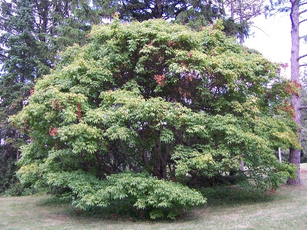 Acer cissifolium (Ivy-leaved Maple) (alternate view 6)
