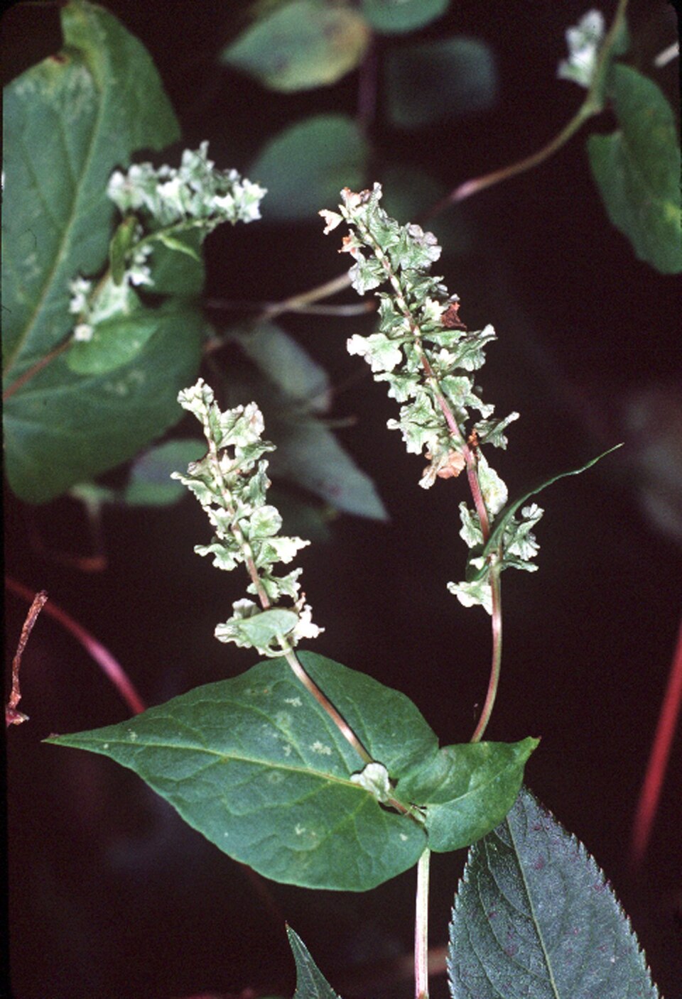 Fallopia scandens (climbing false buckwheat) (alternate view 6)