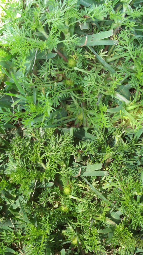 Soliva sessilis (common soliva) (alternate view 2)