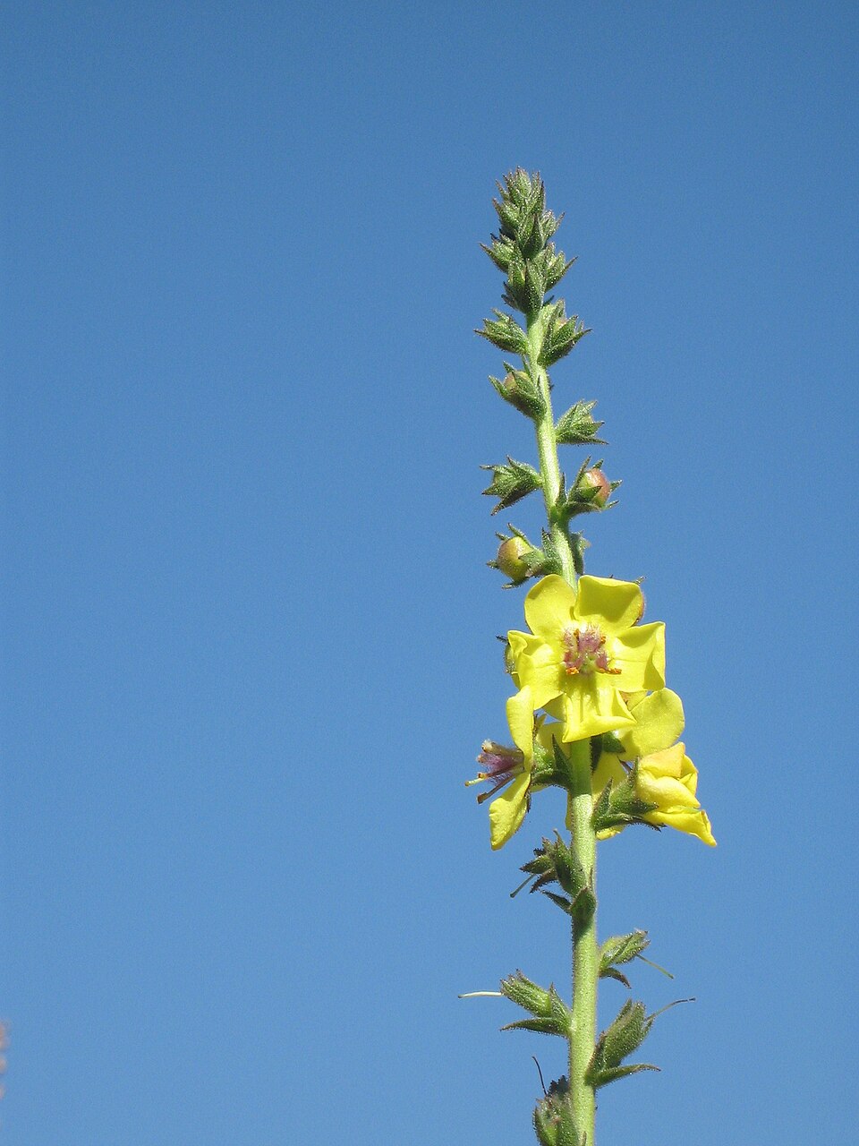 Verbascum virgatum (Wand Mullein) (alternate view 6)