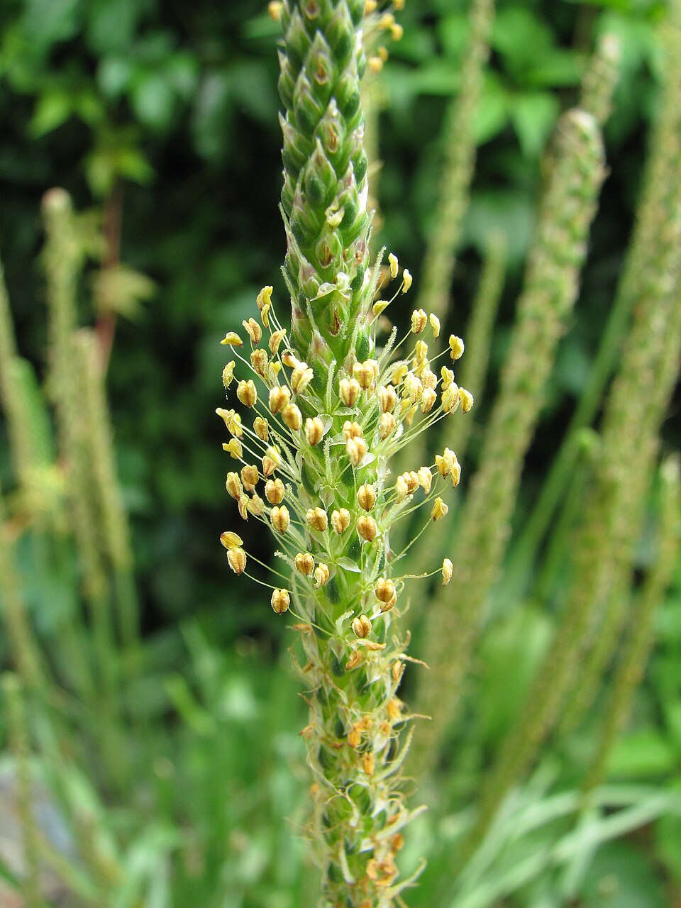 Plantago maritima (Sea Plantain)