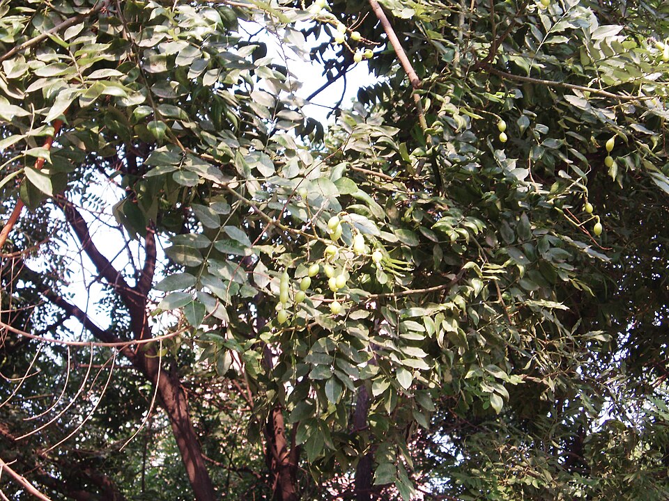 Styphnolobium japonicum (Japanese pagoda tree)