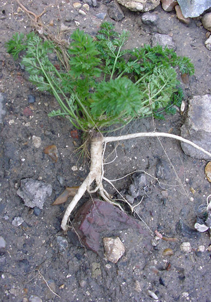 Daucus carota (Queen Ann's lace) (alternate view 7)