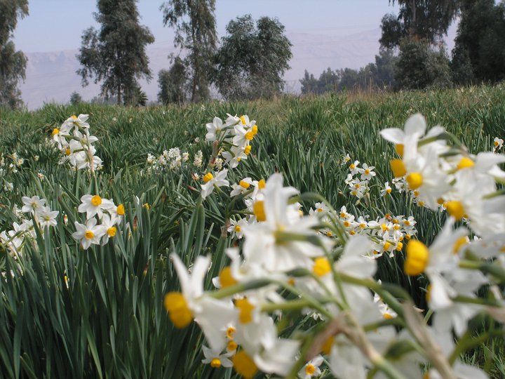 Narcissus tazetta, Paperwhite narcissus — clumping (Amaryllidaceae) (image 6 of 10)