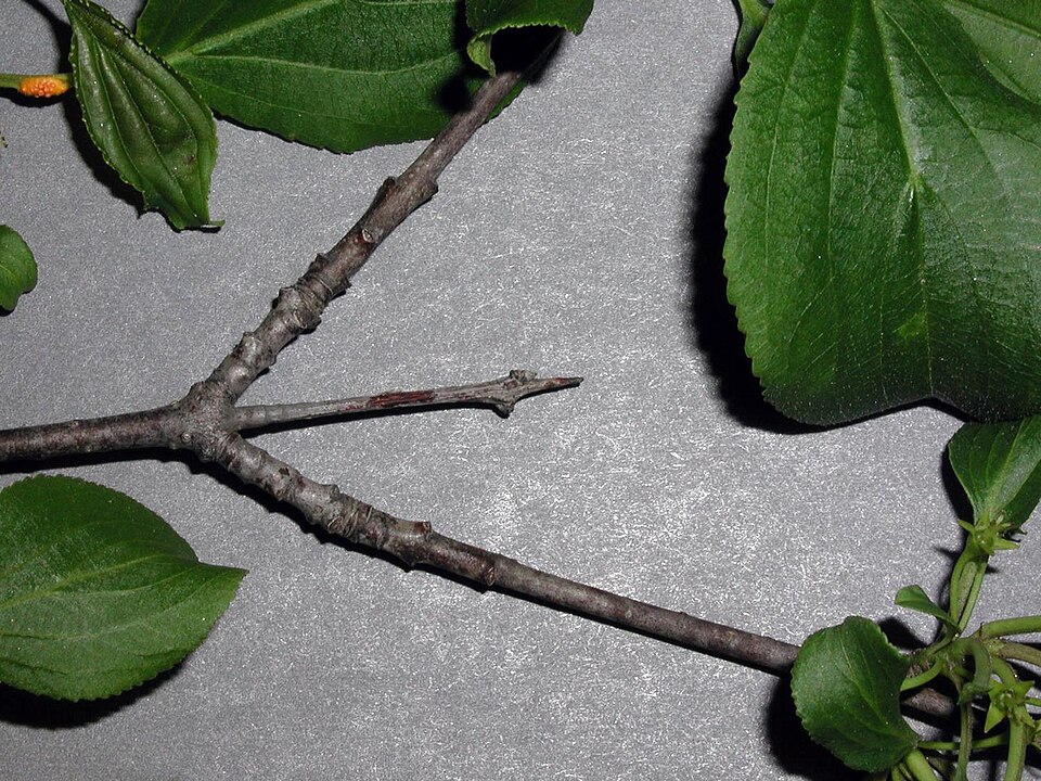 Rhamnus cathartica (common buckthorn)