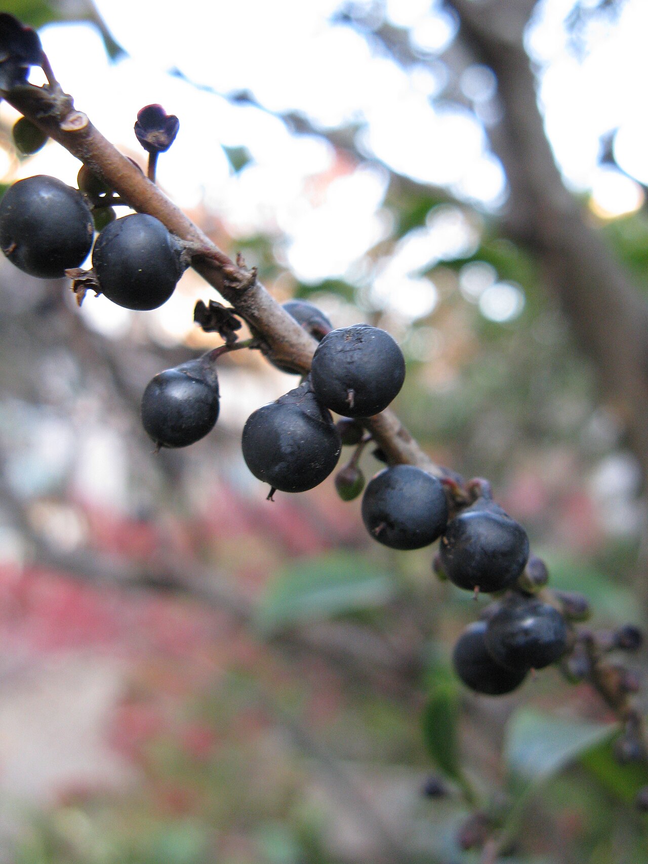 Eurya japonica, Japanese eurya — upright evergreen (Pentaphylacaceae) (image 5 of 10)