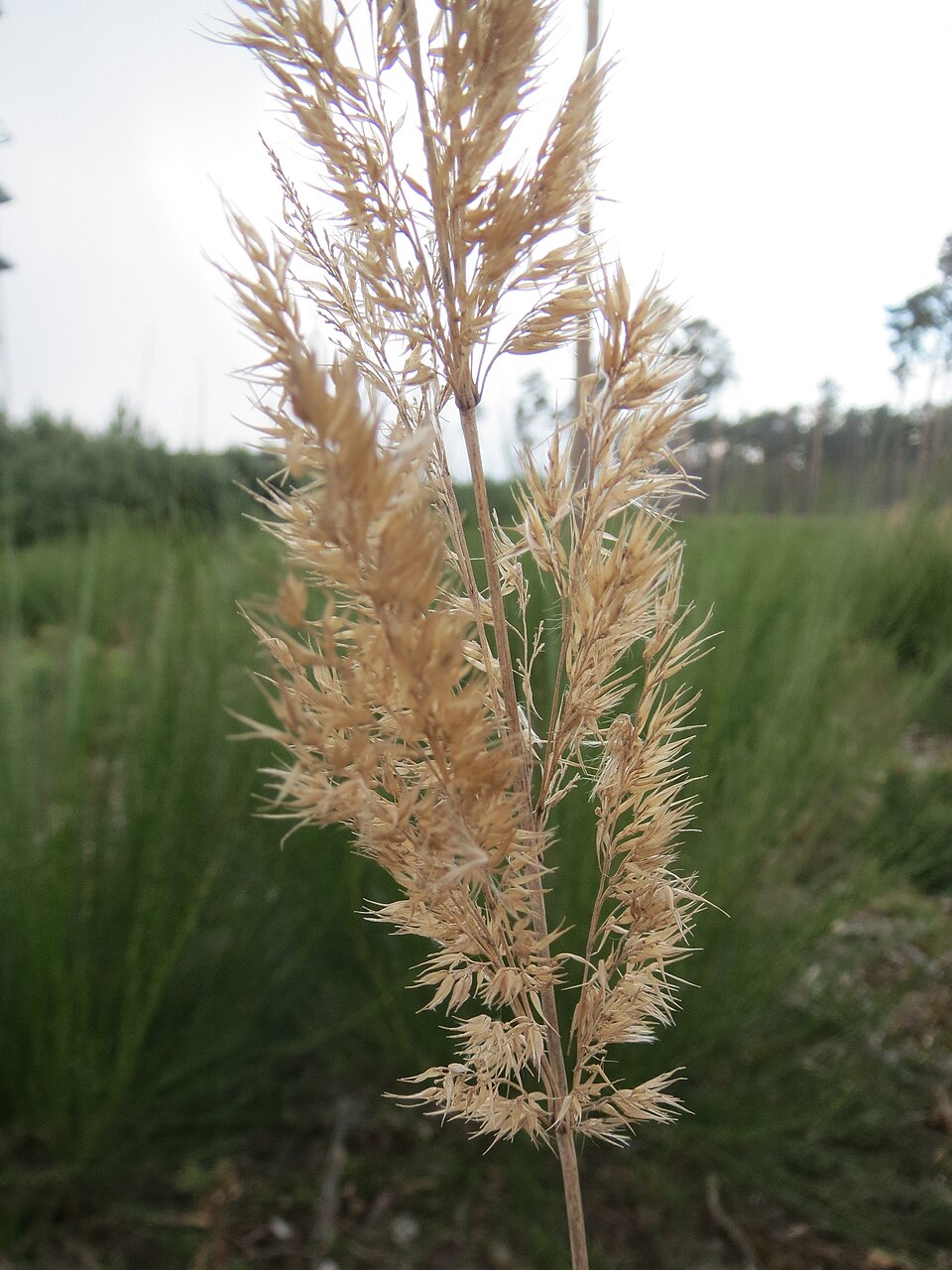 Calamagrostis epigejos (Bushgrass)