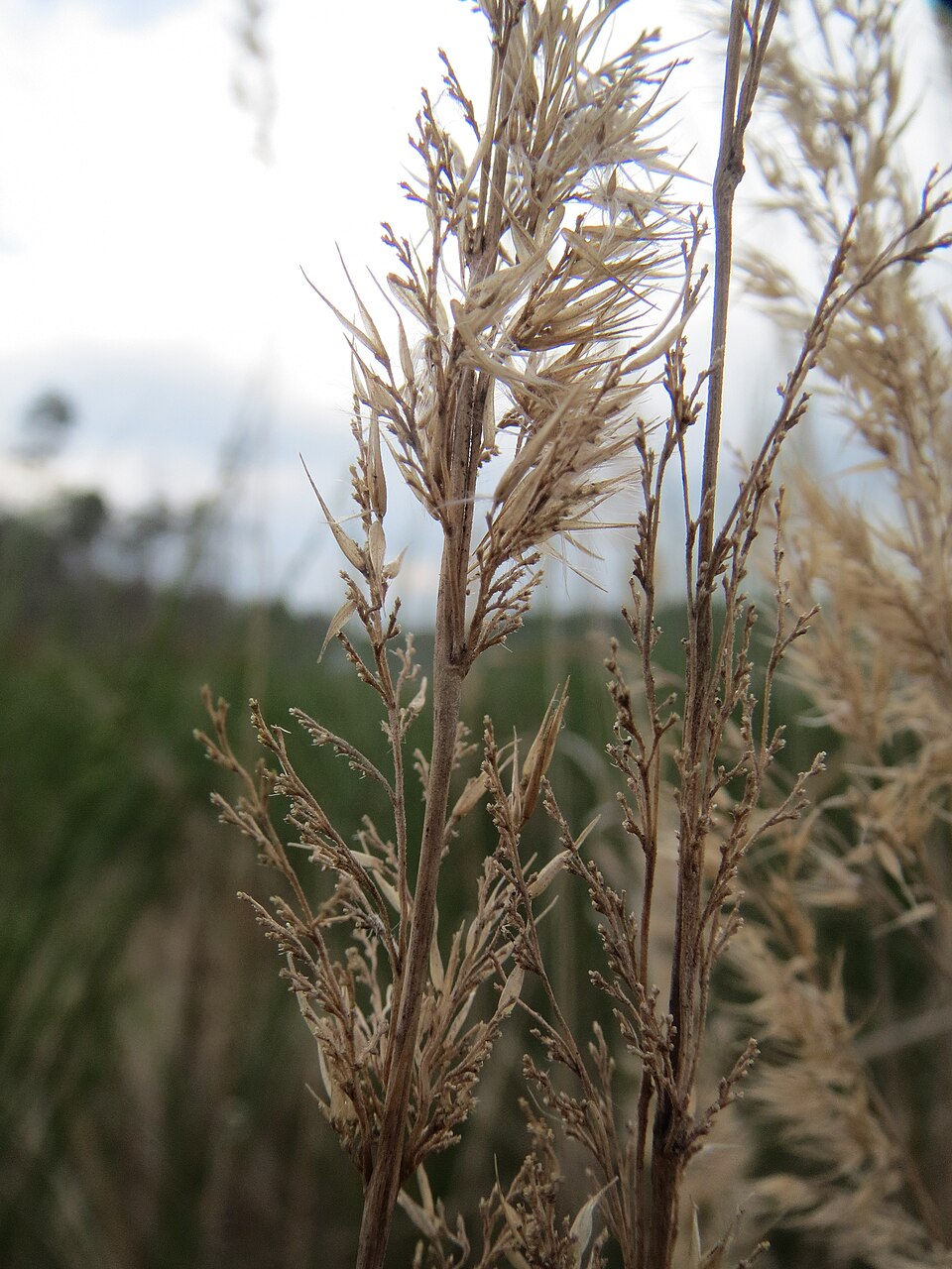 Calamagrostis epigejos (Bushgrass)
