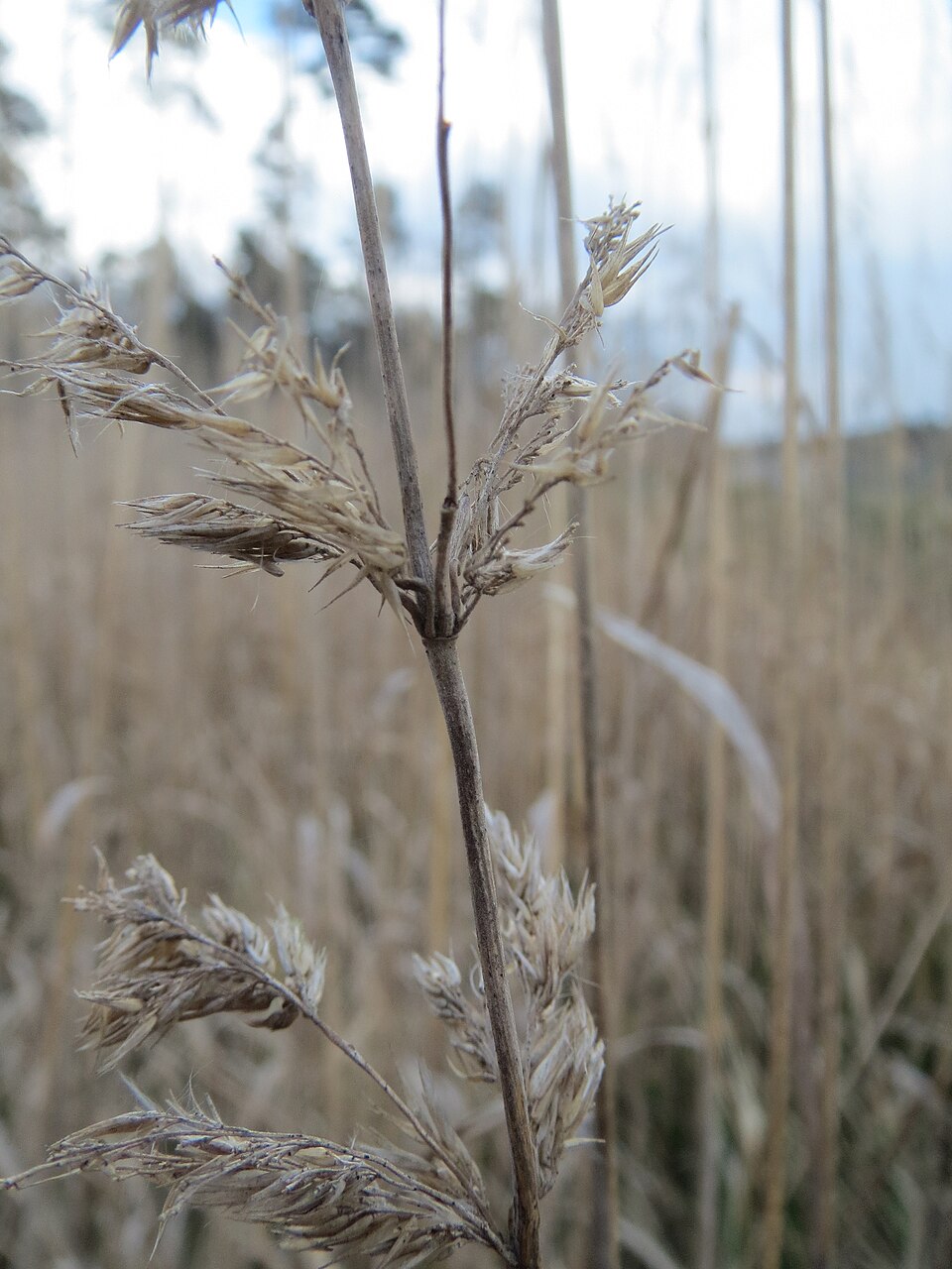 Calamagrostis epigejos (Bushgrass)