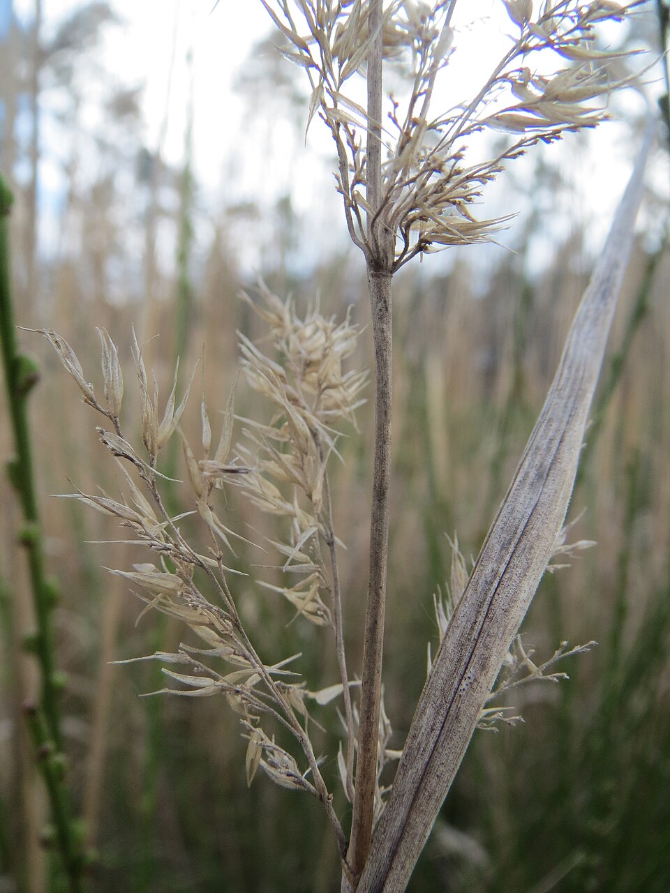 Calamagrostis epigejos (Bushgrass)