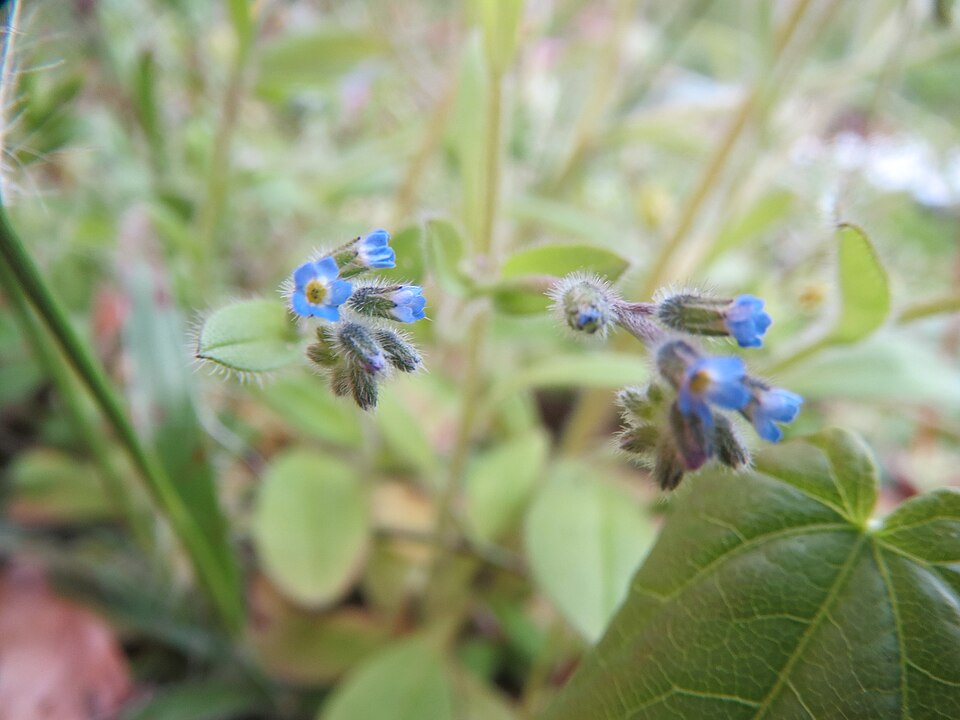 Myosotis arvensis (field forget-me-not)