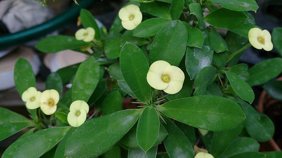 Euphorbia milii (Crown-of-Thorns)