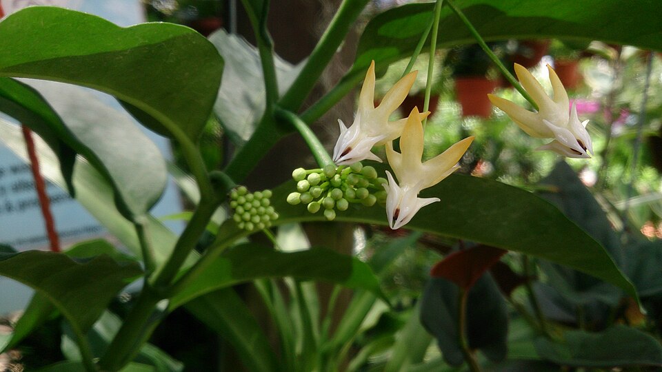 Hoya multiflora (variegated) (Variegated Hoya Multiflora) (alternate view 11)