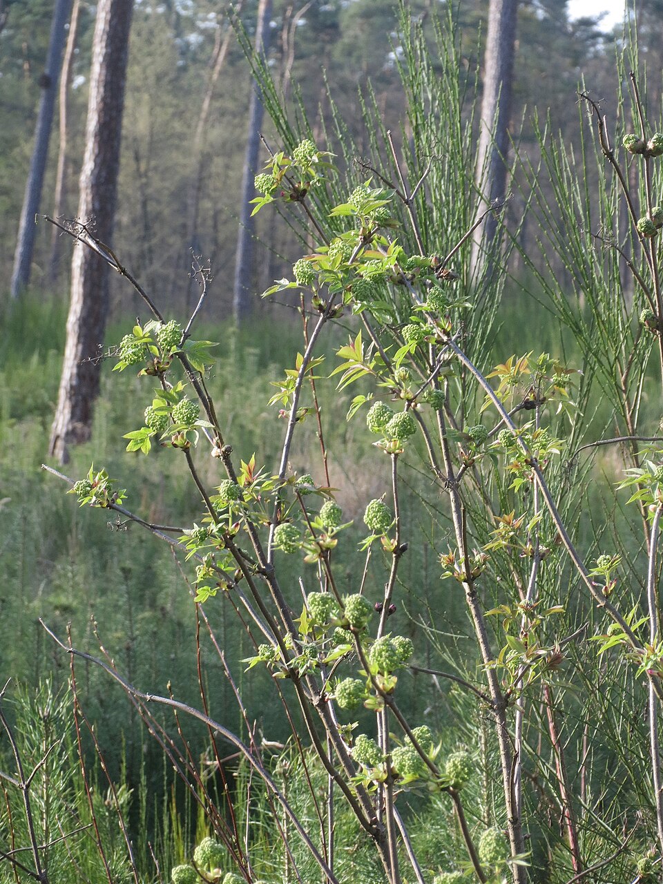 Sambucus racemosa (red elderberry)
