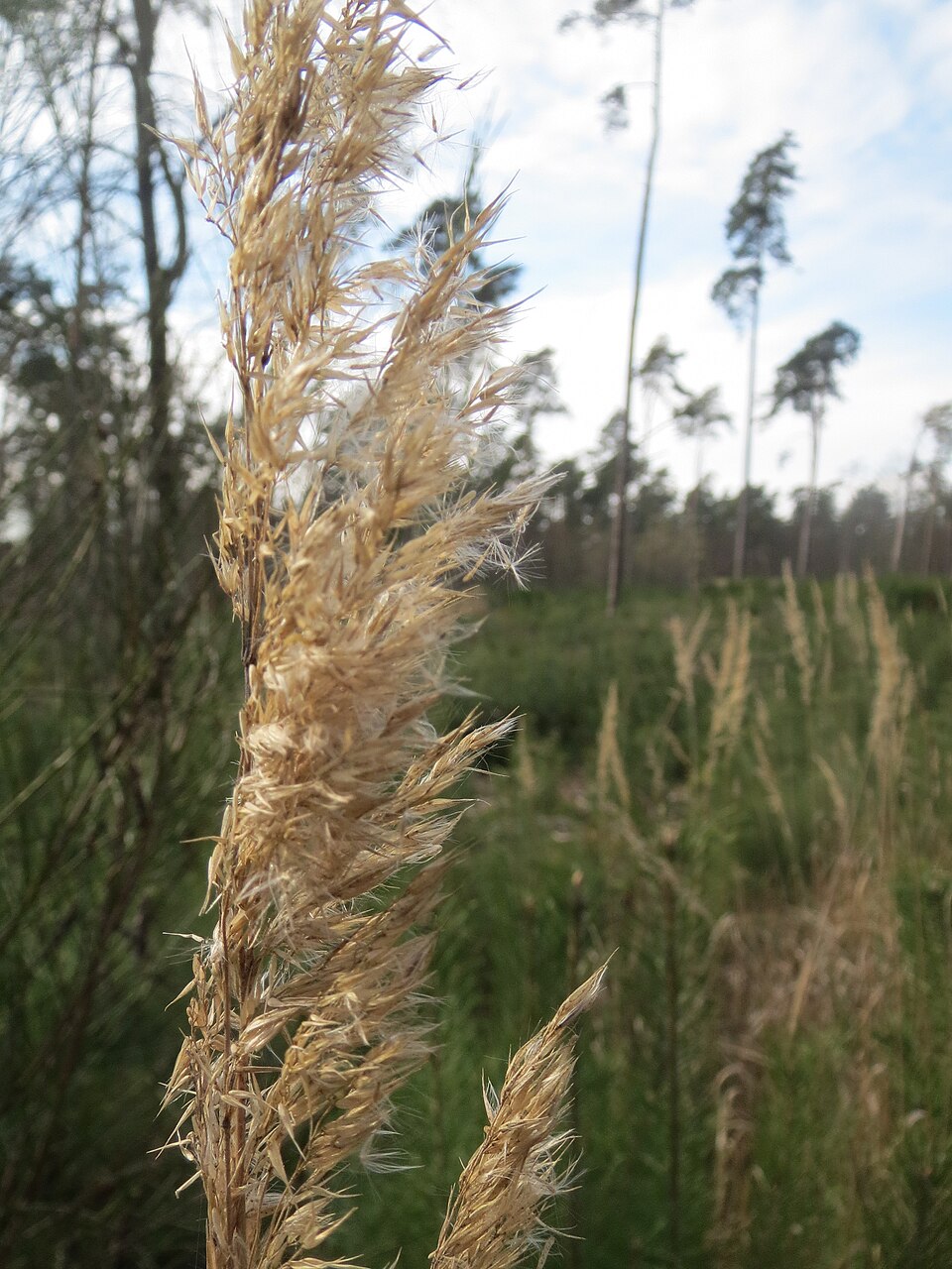 Calamagrostis epigejos (Bushgrass)