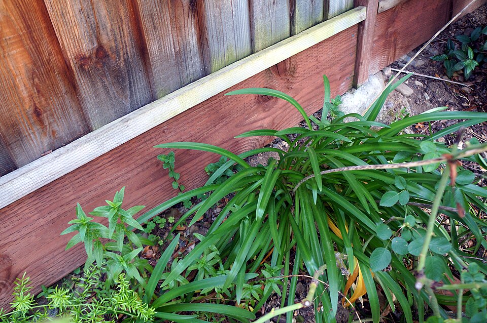 Agapanthus praecox (blue lily)