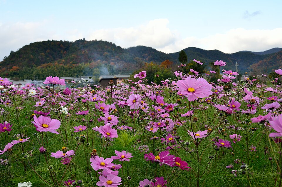 Cosmos bipinnatus (cosmos) (alternate view 13)