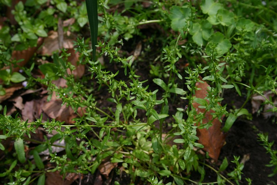 Veronica peregrina (Purslane Speedwell) (alternate view 6)