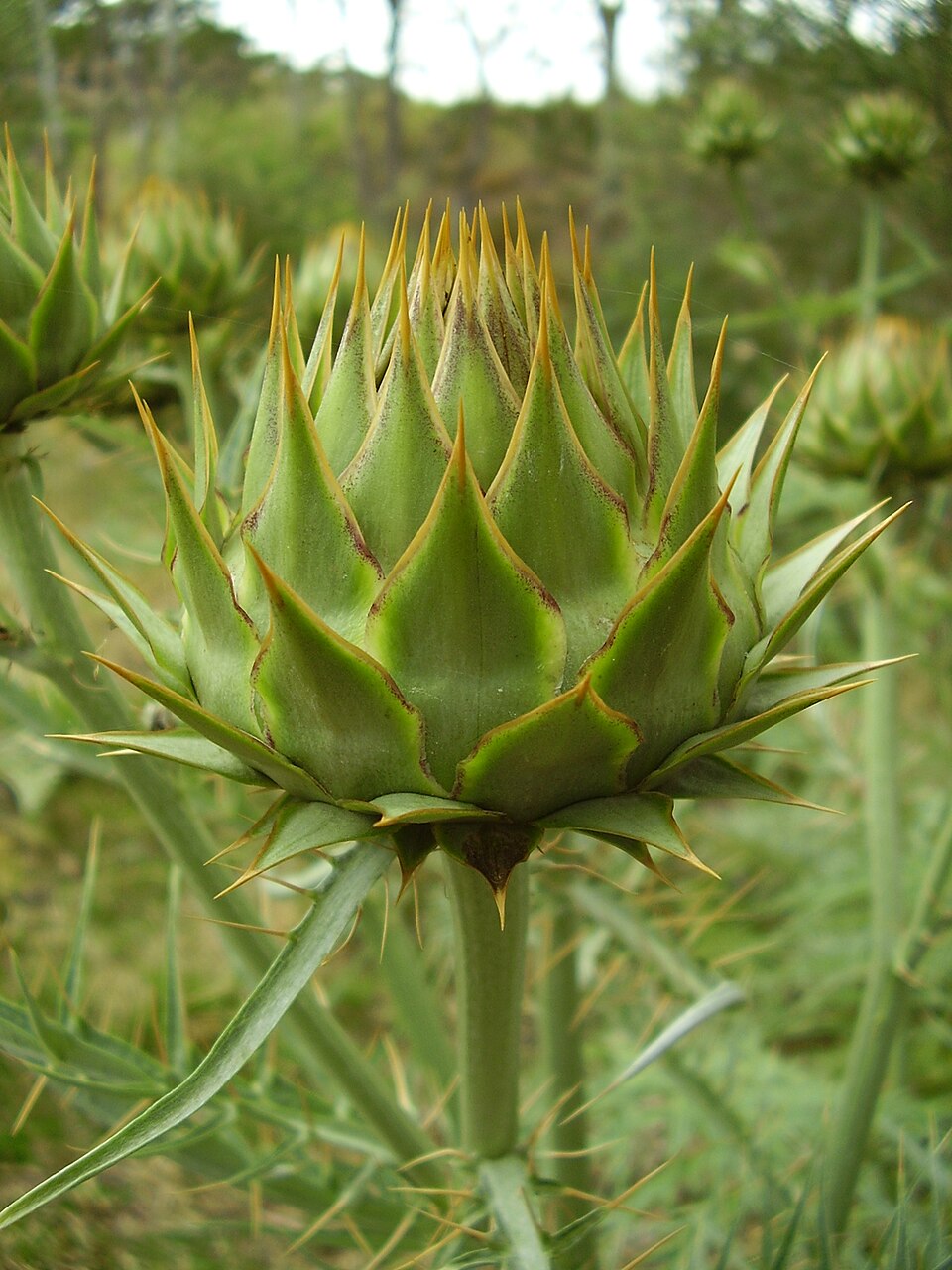 Cynara cardunculus (artichoke, cardoon) (alternate view 6)