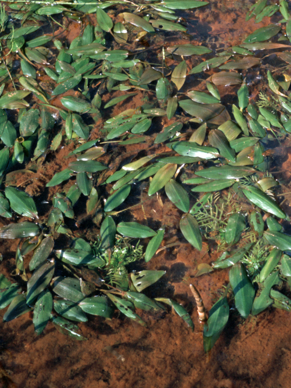 Potamogeton polygonifolius (Bog Pondweed)