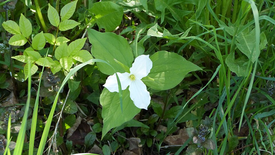 Trillium grandiflorum (large white trillium)