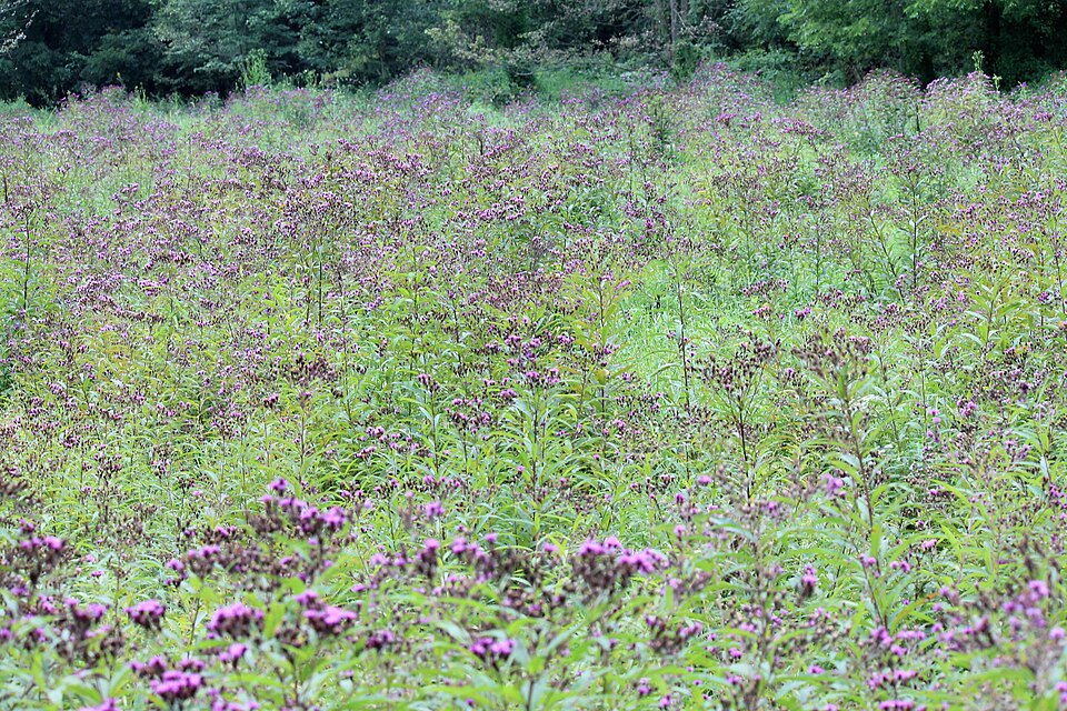 Vernonia noveboracensis (New York Ironweed) (alternate view 8)