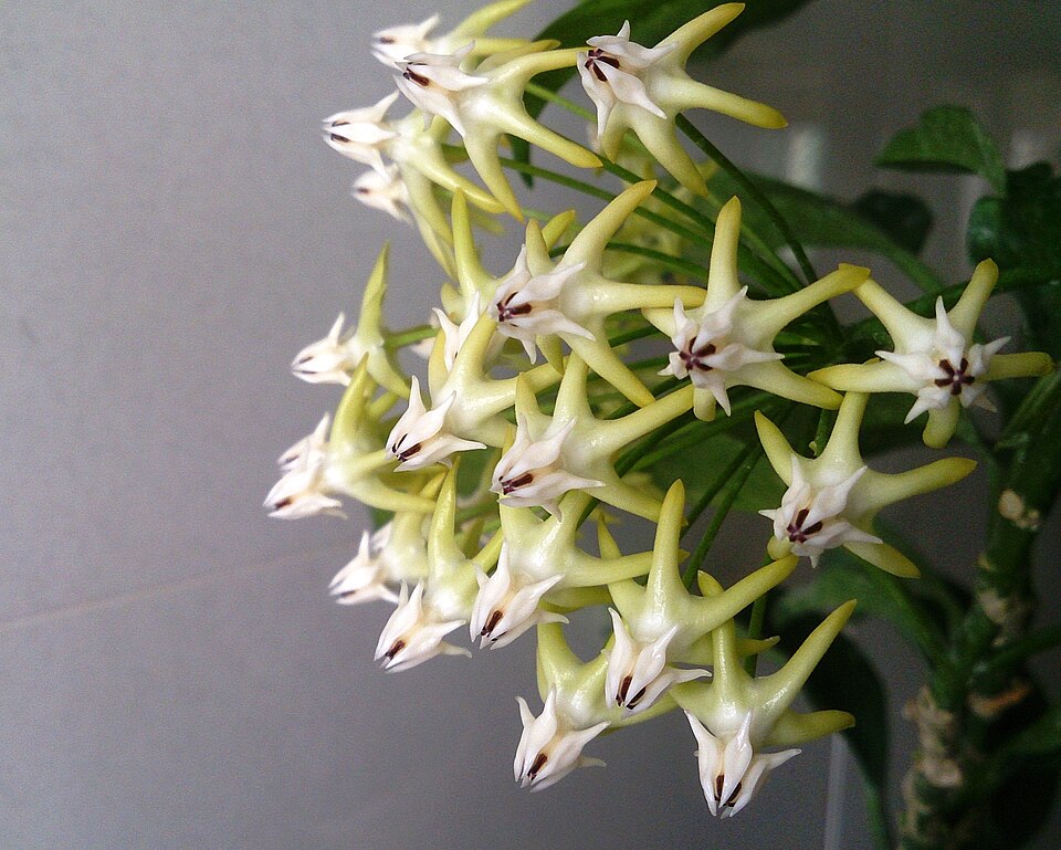 Hoya multiflora (variegated) (Variegated Hoya Multiflora) (alternate view 12)