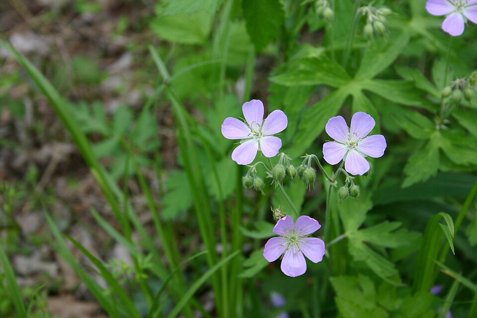Geranium maculatum (wild geranium)