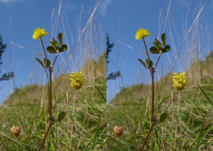 Trifolium campestre (hop trefoil)