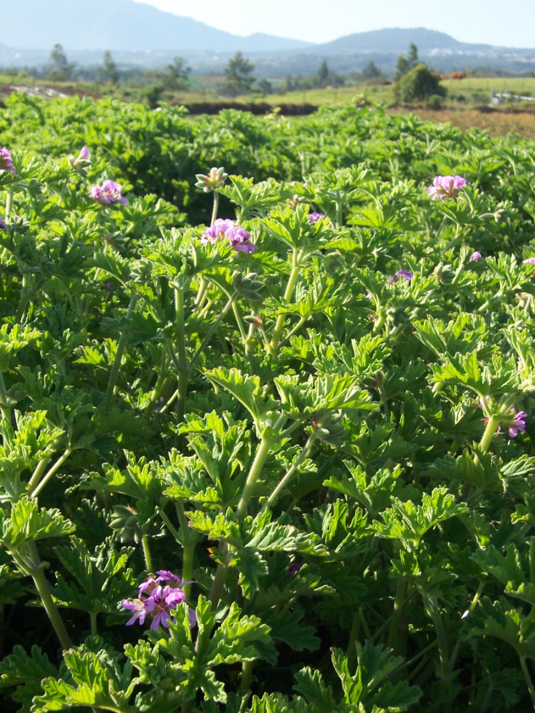 Pelargonium graveolens, Rose geranium — upright evergreen (Geraniaceae) (image 1 of 10)