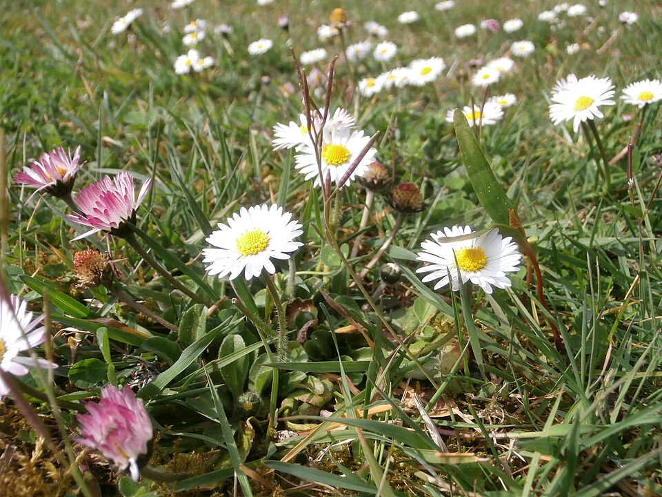 Bellis perennis (Lawn daisy)