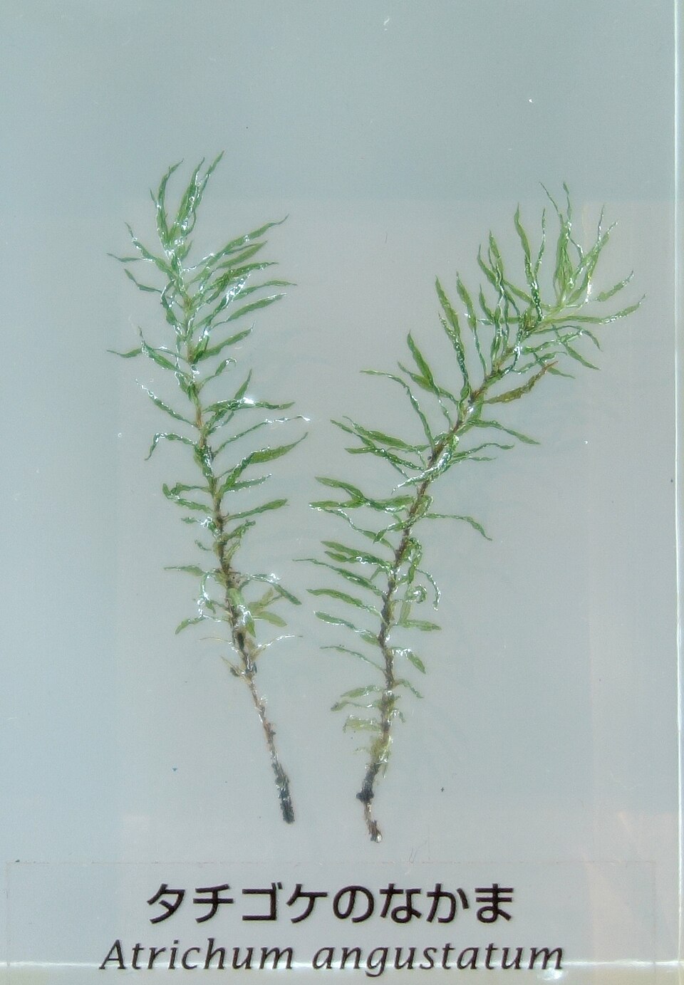 Atrichum angustatum (lesser smoothcap)